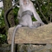 monkey_macaque_balinese_mf_ubud_v_0794_bal0807.jpg
